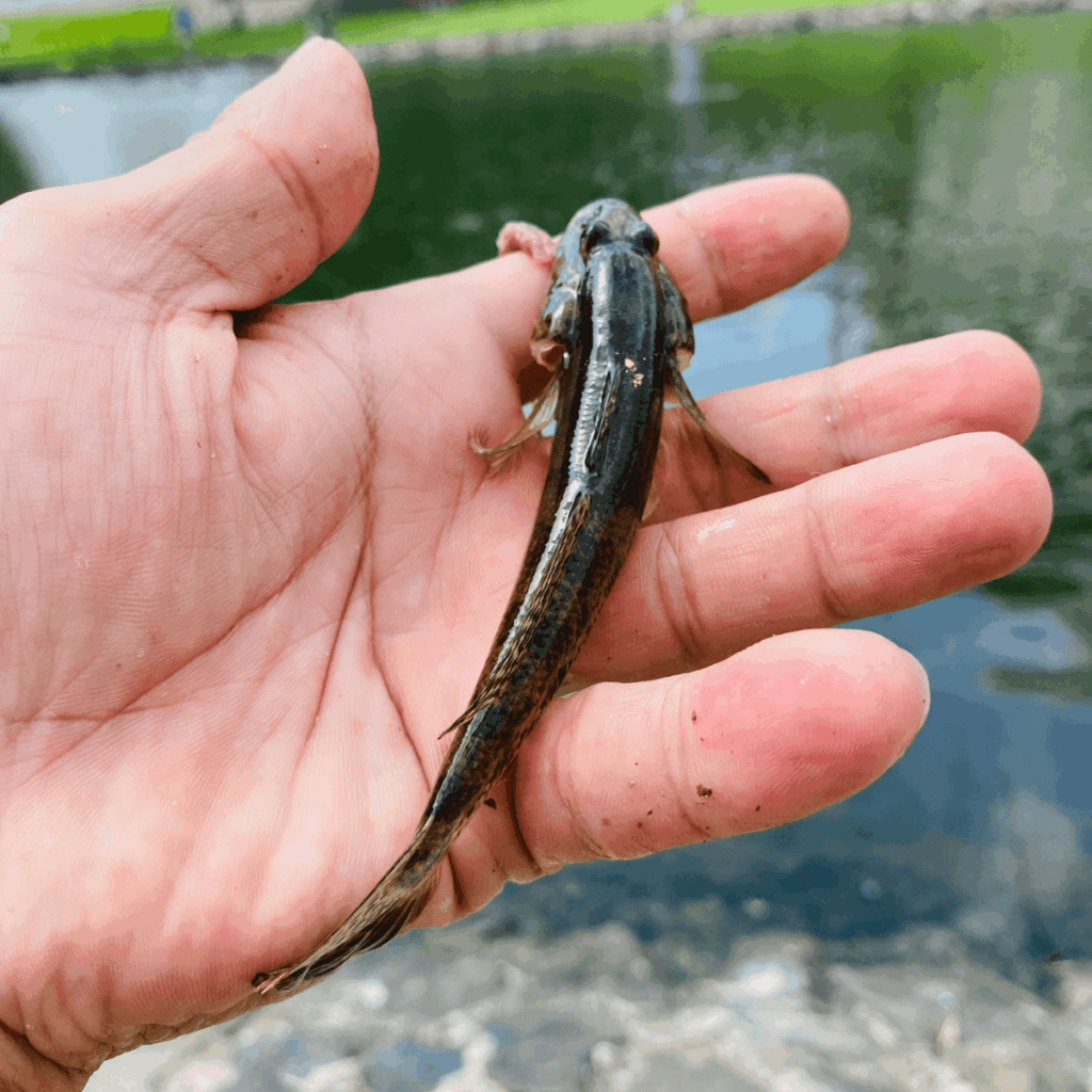 東大島でのハゼ釣り
