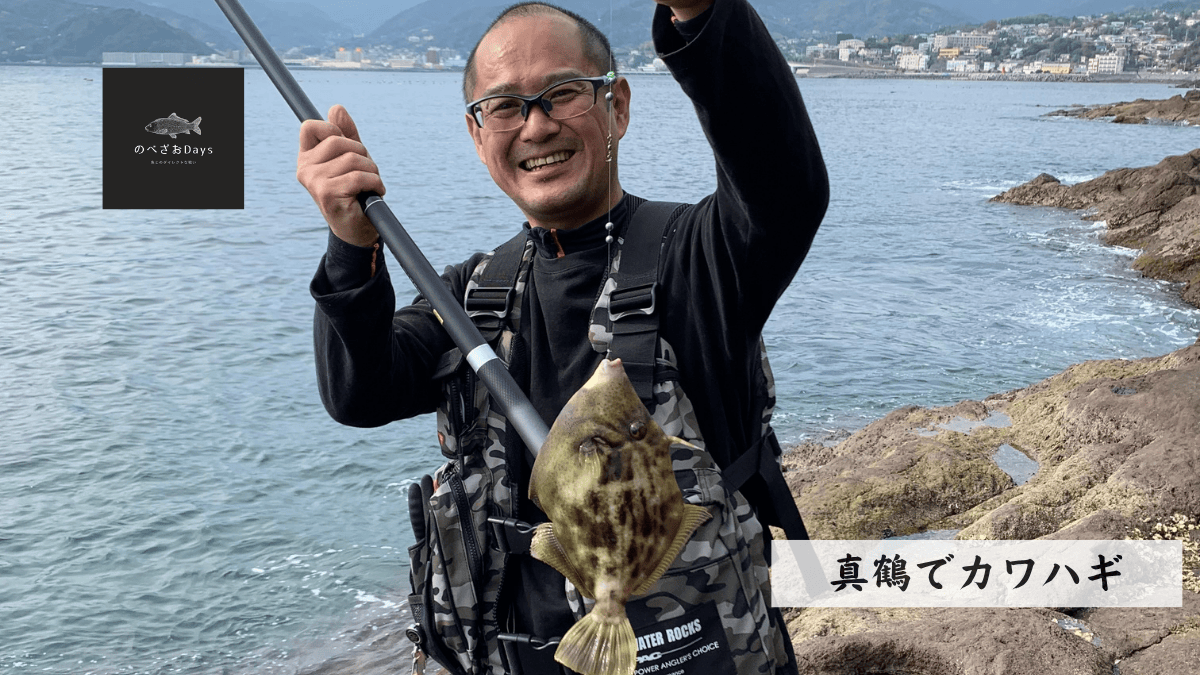 真鶴で大型のカワハギ