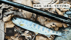 秋山川（山梨県）でヤマメ釣り