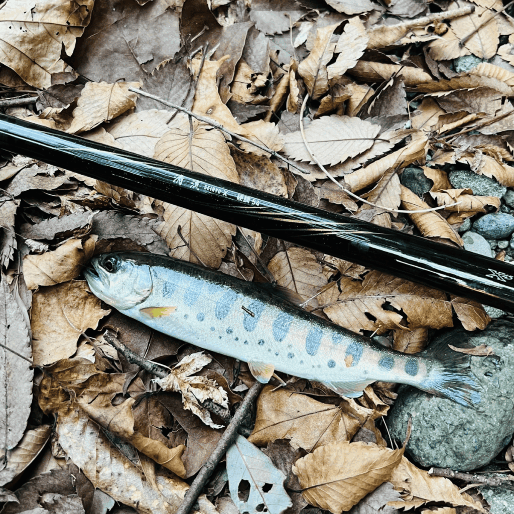 渓流でDAIWA 清流Xを使用。引きがたまらない。