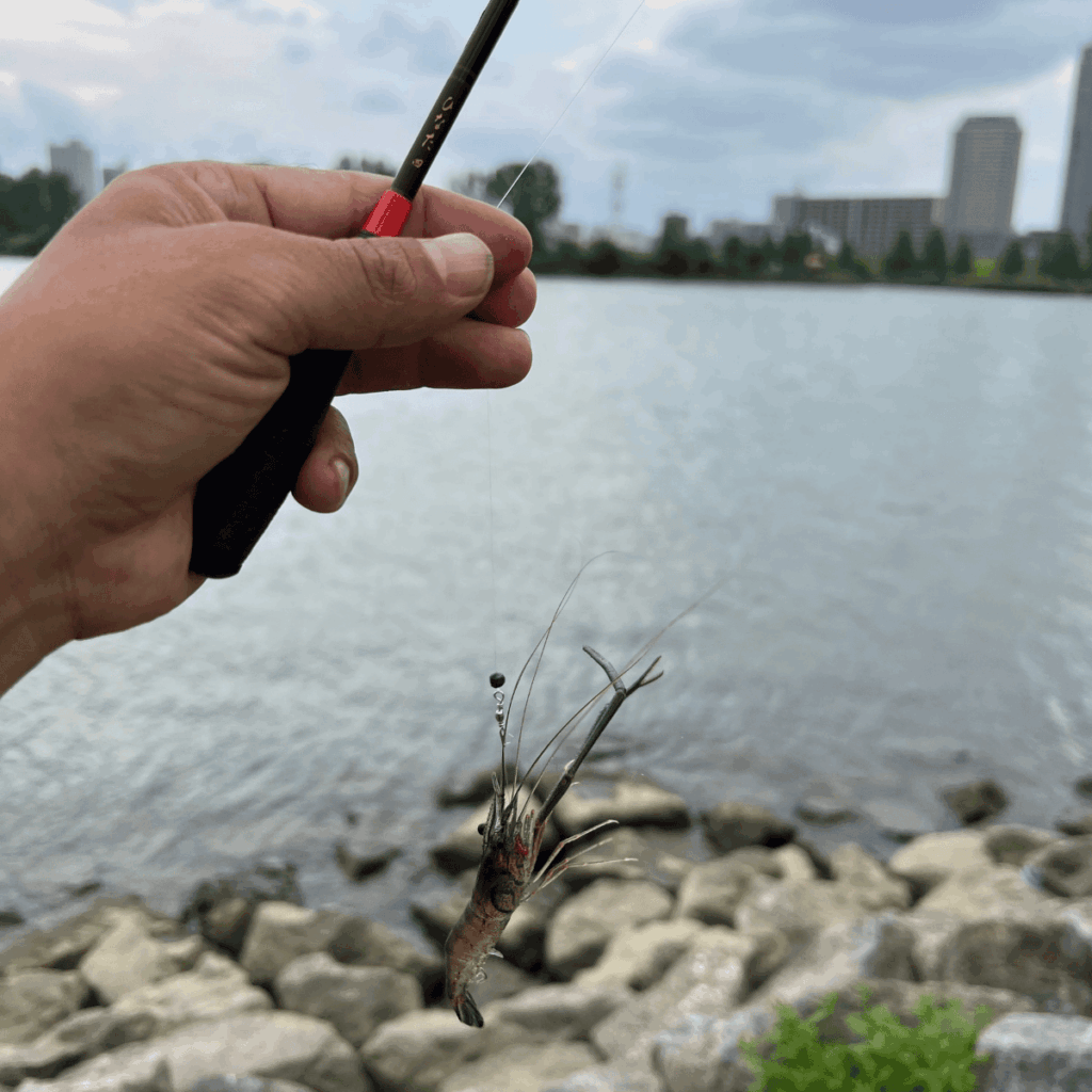 DAIWA ひなた四尺ののべ竿でテナガエビ釣り