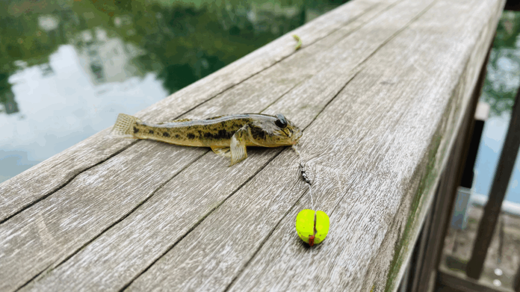 佃堀は脈釣りでハゼ釣り
