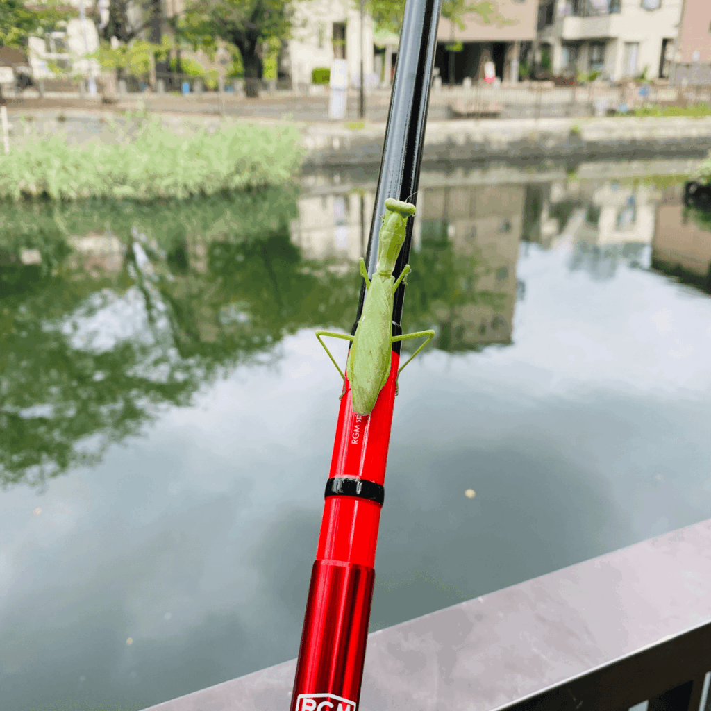 佃堀でハゼ釣りをしていたら、カマキリが来訪。