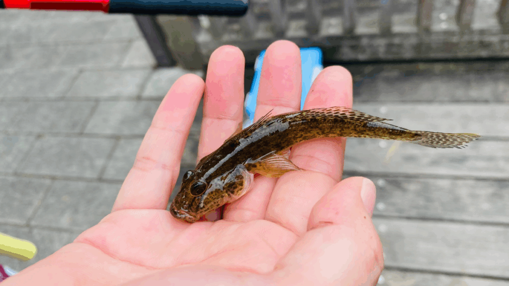 佃堀で釣れたハゼは絶品