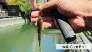 ブロンプトンに乗って、佃堀でハゼ釣り